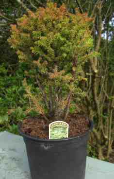 Cryptomeria japonica mail order plants trees 
